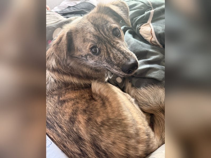 Max braucht dringend ein neues Zuhause