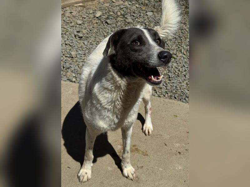 DANTE sucht sein "Für- immer- Zuhause"