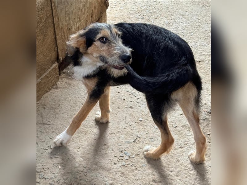 MINNIE - Lebensfreude auf Pfoten ...