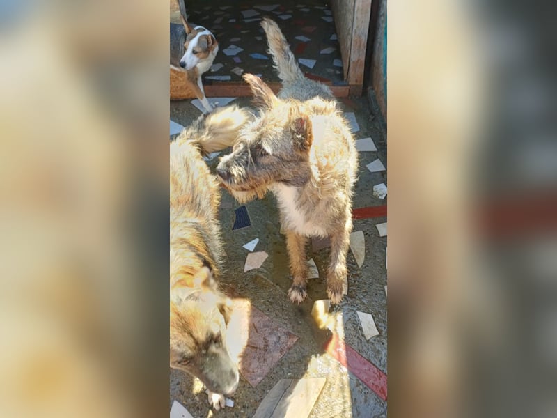 DULCE - die "Süsse" sucht ihren Platz für's Leben