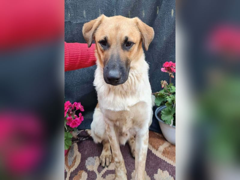 LUC - sucht seine Menschen