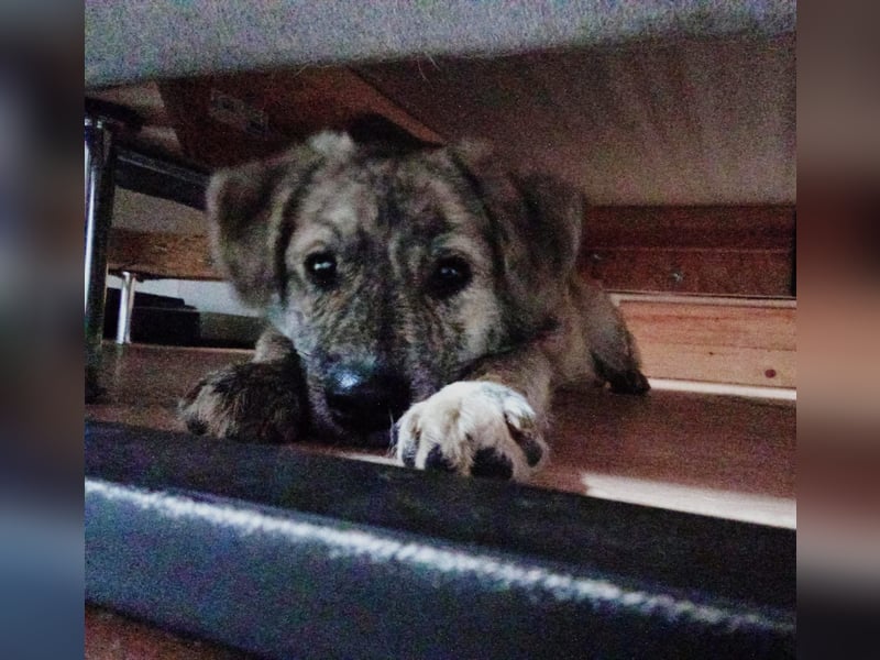 Max braucht dringend ein neues Zuhause