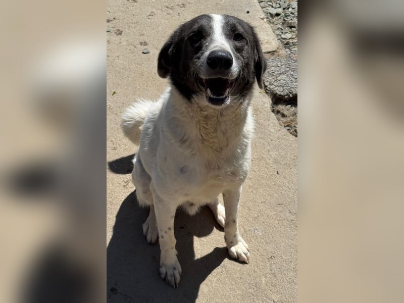 DANTE sucht sein "Für- immer- Zuhause"