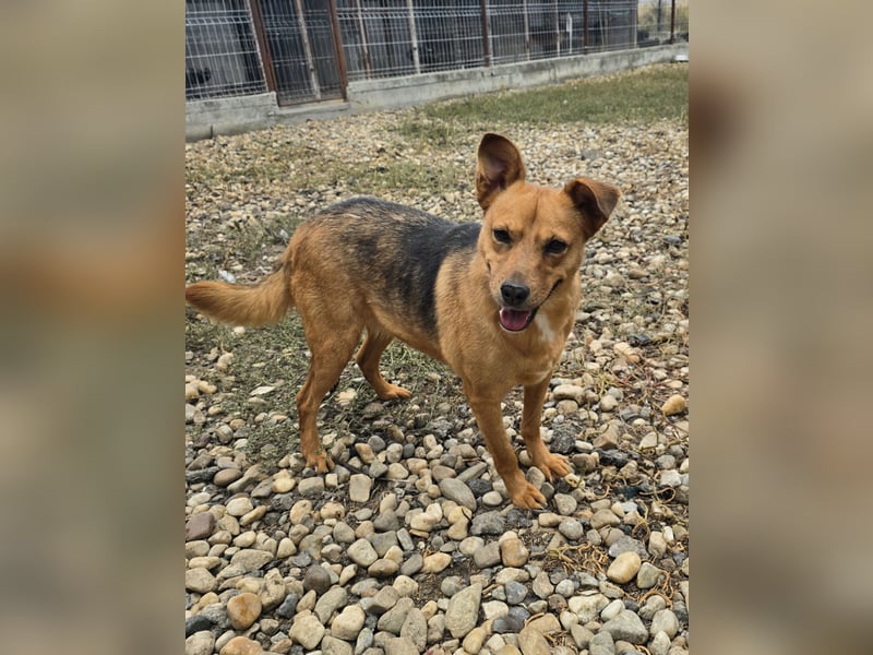 CREAMY wartet auf ihre Menschen