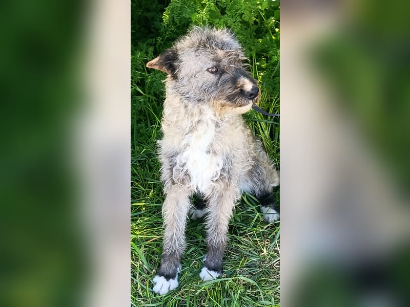 DULCE - die "Süsse" sucht ihren Platz für's Leben