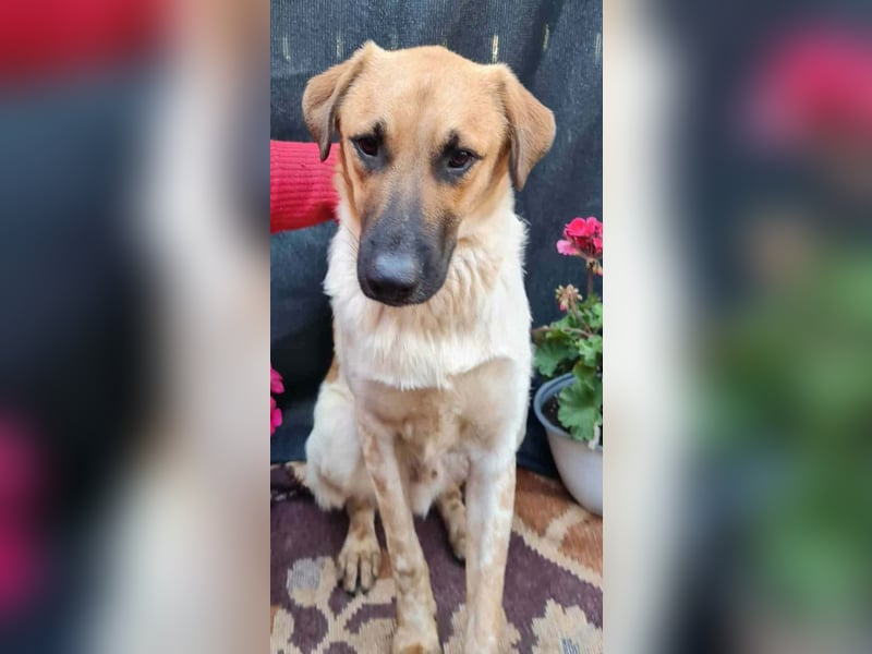 LUC - sucht seine Menschen