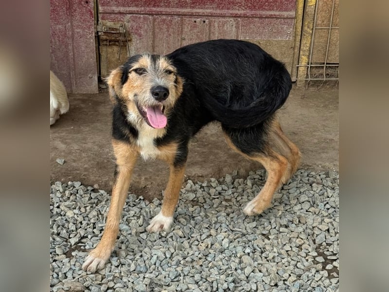 MINNIE - Lebensfreude auf Pfoten ...