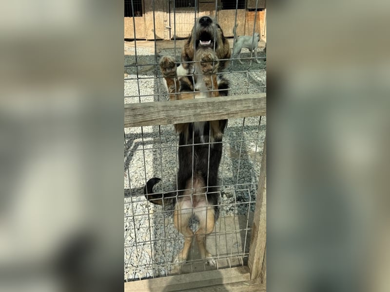 MINNIE - Lebensfreude auf Pfoten ...