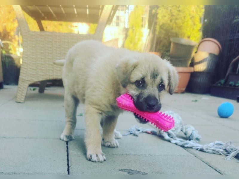 Lusi - Hundekind sucht seine Familie