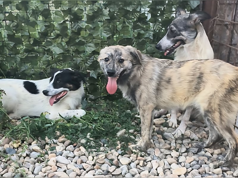 Max braucht dringend ein neues Zuhause