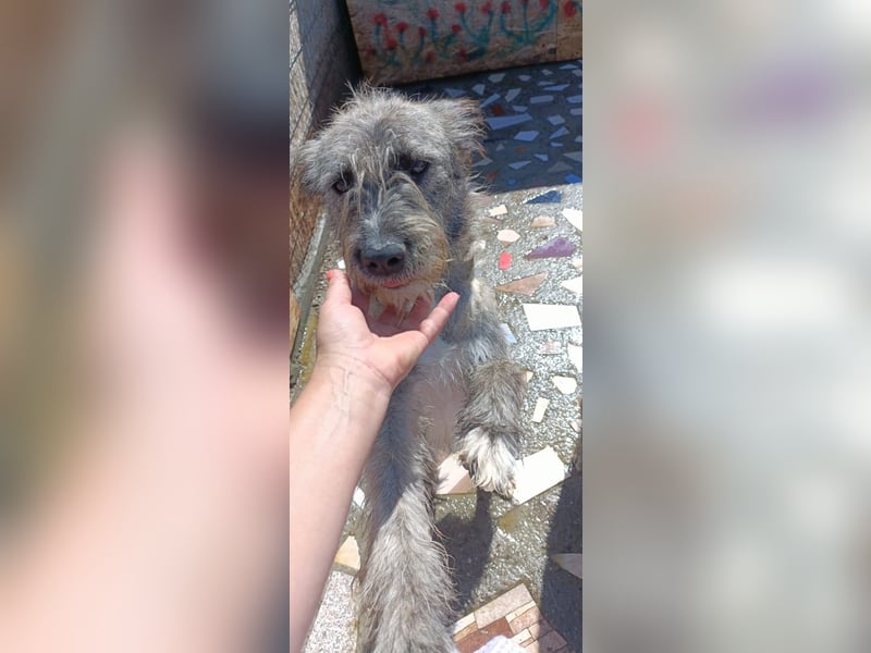 DULCE - die "Süsse" sucht ihren Platz für's Leben