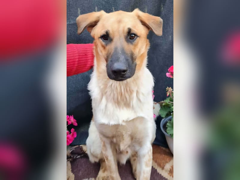 LUC - sucht seine Menschen