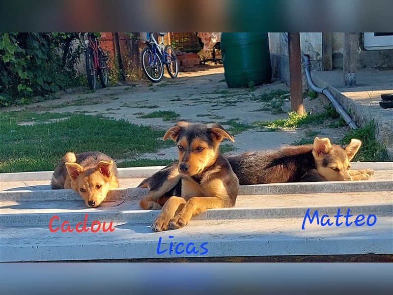 LICAS