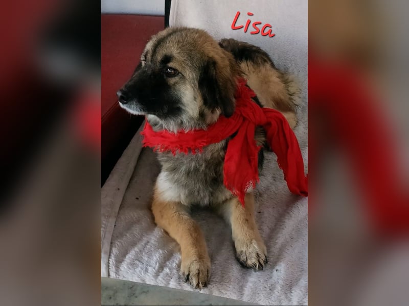 LISA wartet auf ihre Menschen...