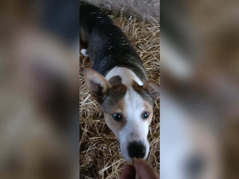 AMY - hätte gerne eine Chance...