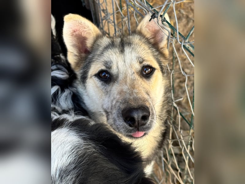 MALAIKA - manche Engel haben Flügel