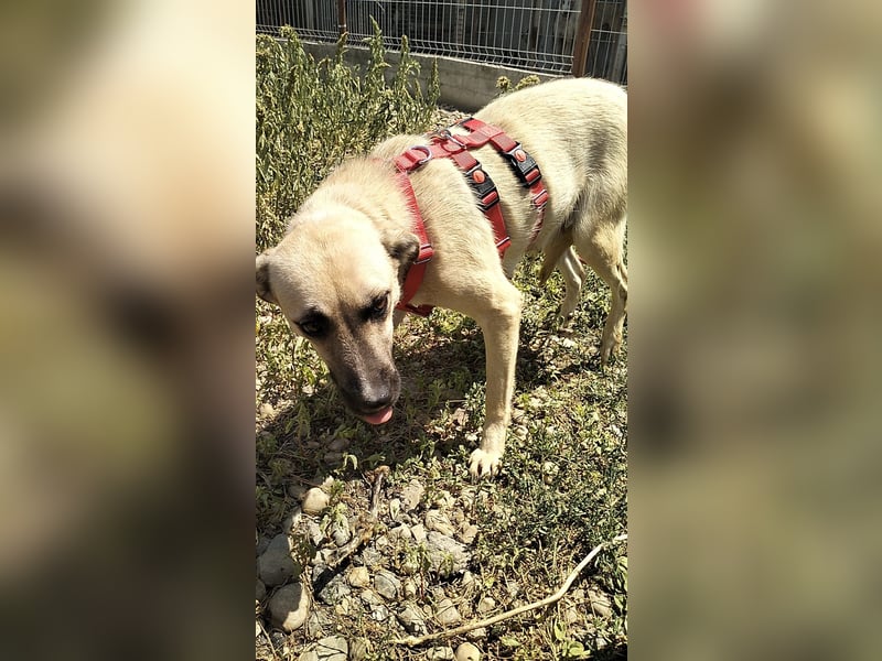 MAXI sucht Familienanschluss