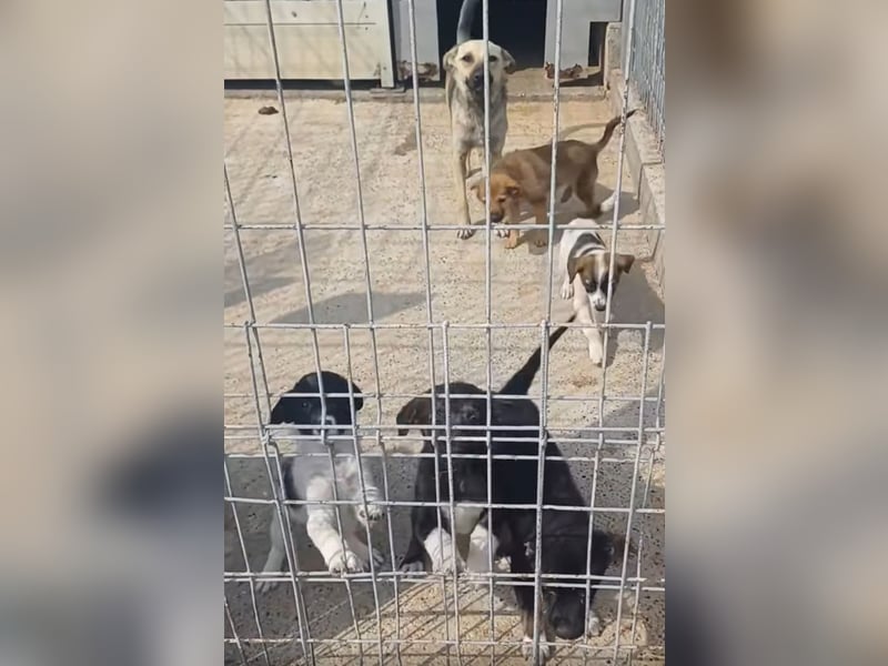 HELI sucht ihre Familie