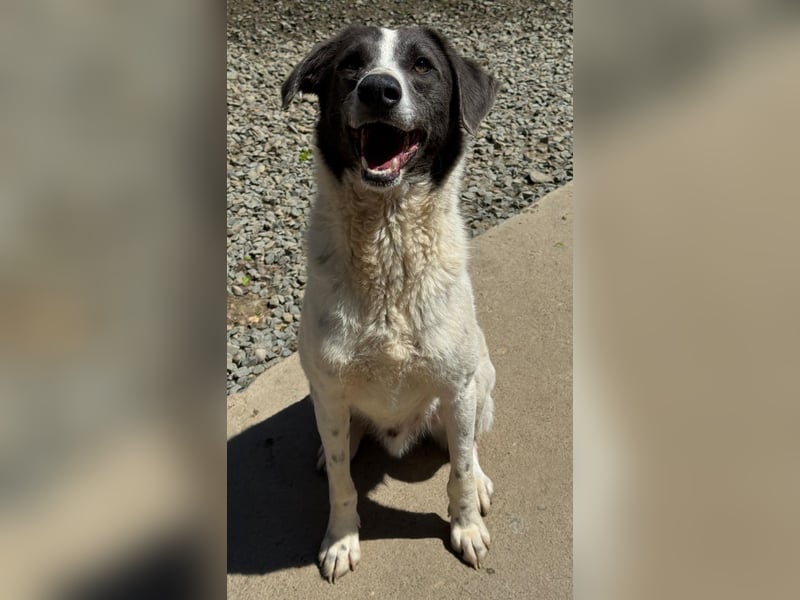 DANTE sucht sein "Für- immer- Zuhause"