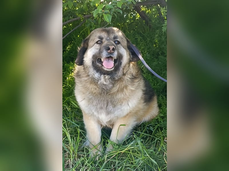 LISA wartet auf ihre Menschen...