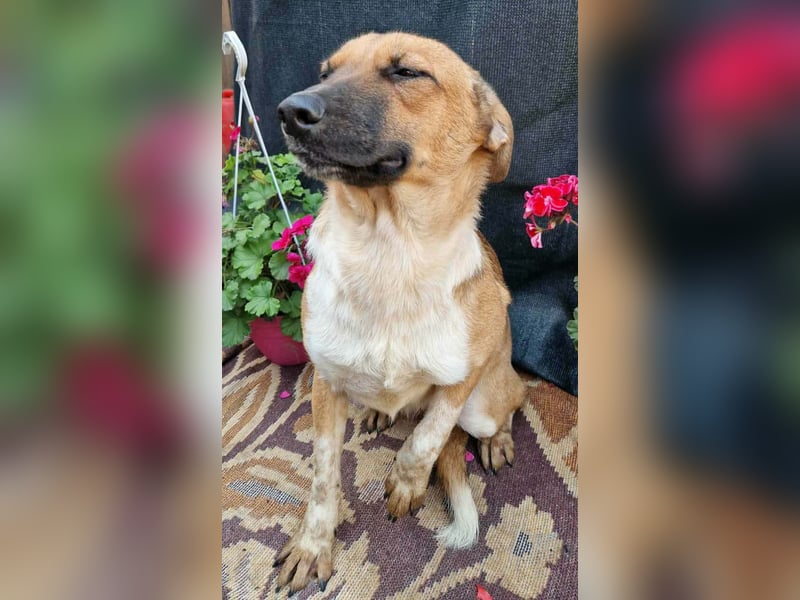 LUC - sucht seine Menschen