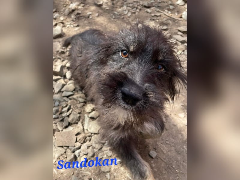 SANDOKAN - ein Wuschel sucht seine Familie