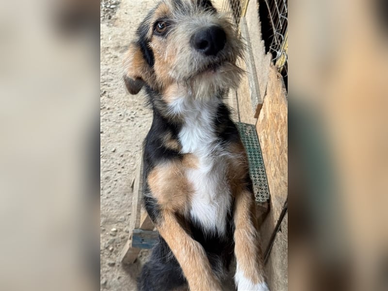 MINNIE - Lebensfreude auf Pfoten ...