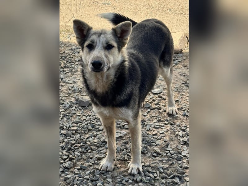 MALAIKA - manche Engel haben Flügel