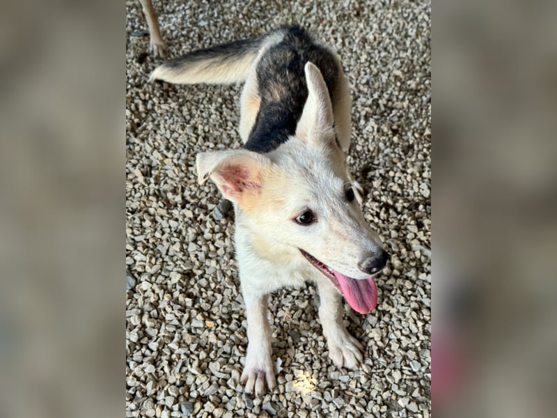 FÁELÁN - der " kleine Wolf " sucht sein Rudel...