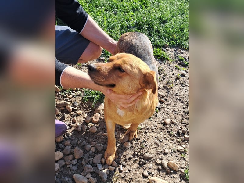 CREAMY wartet auf ihre Menschen