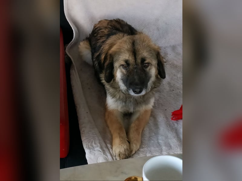 LISA wartet auf ihre Menschen...