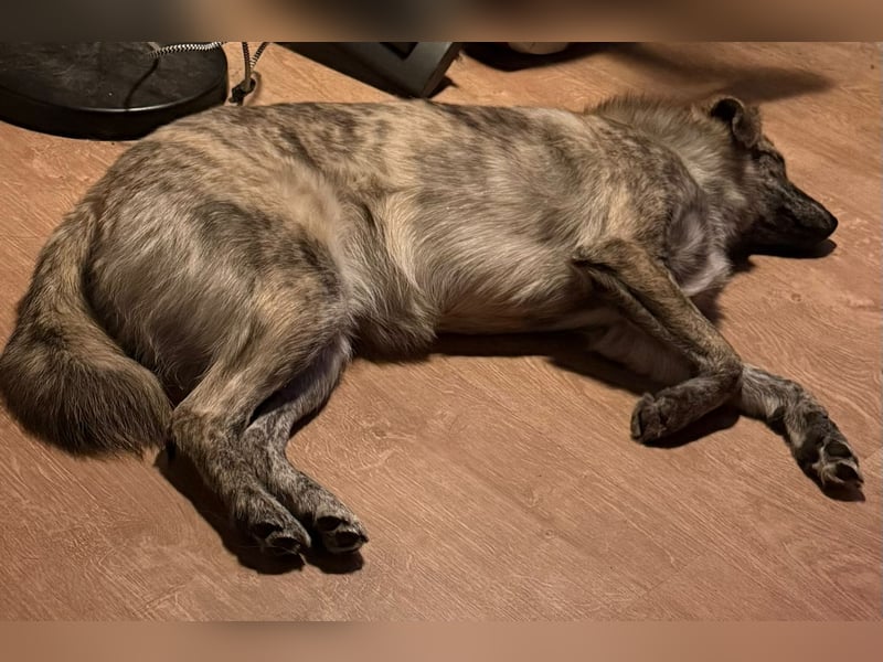 Max braucht dringend ein neues Zuhause