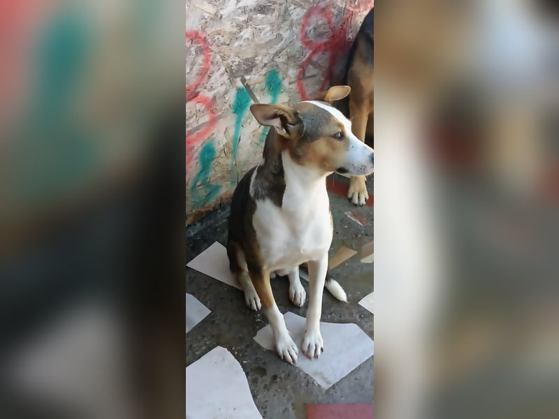 AMY - hätte gerne eine Chance...