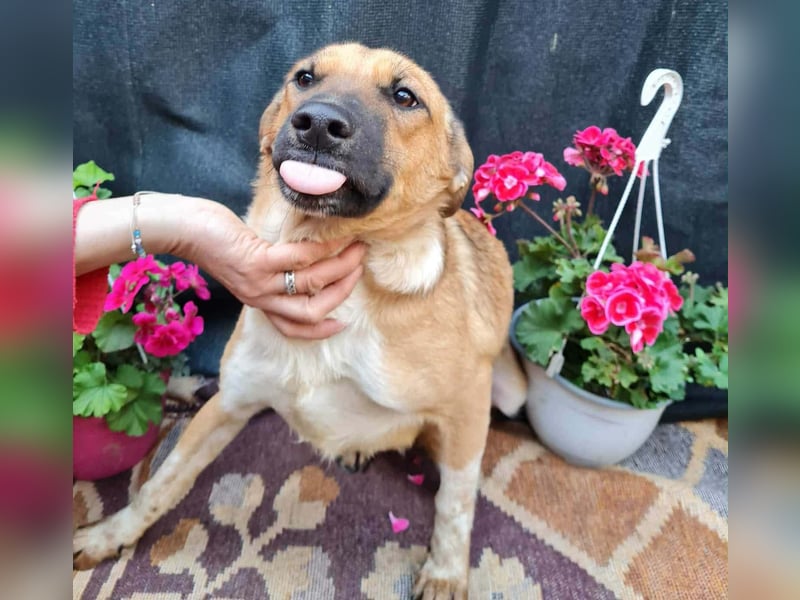 Merry - sucht ihr Zuhause