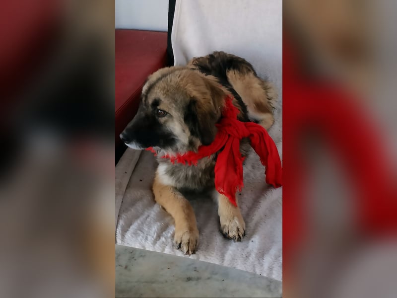 LISA wartet auf ihre Menschen...