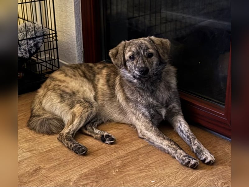 Max braucht dringend ein neues Zuhause