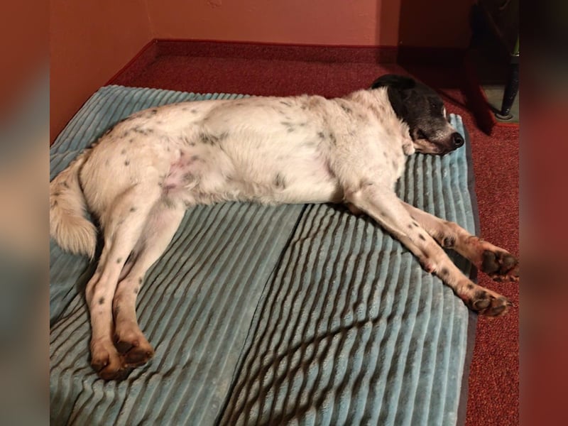 DANTE sucht sein "Für- immer- Zuhause"