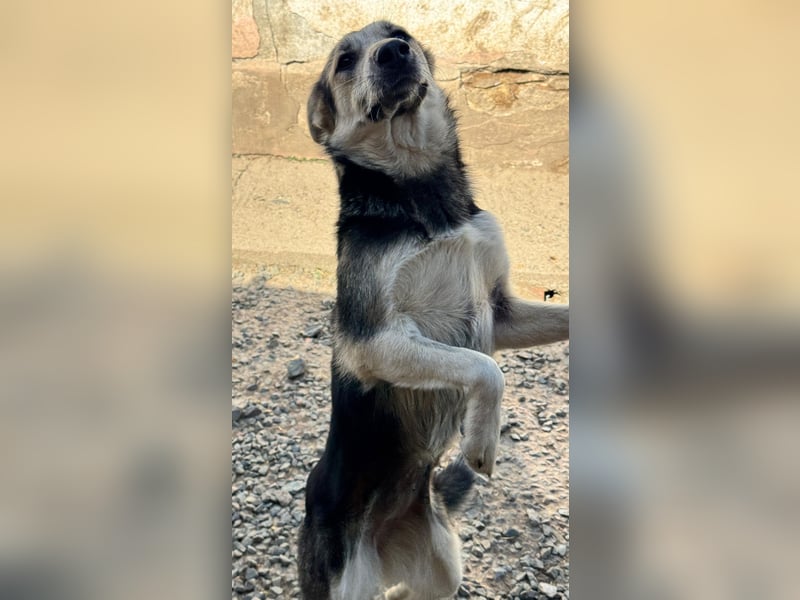 MALAIKA - manche Engel haben Flügel