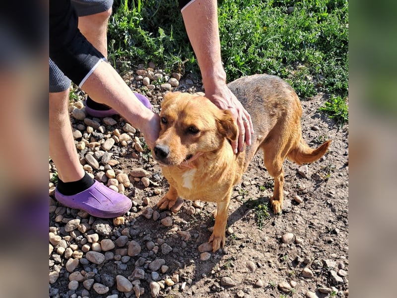 CREAMY wartet auf ihre Menschen