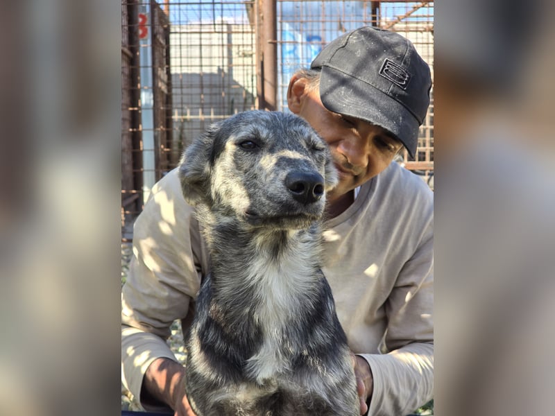 Max braucht dringend ein neues Zuhause