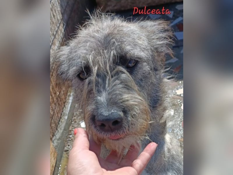 DULCE - die "Süsse" sucht ihren Platz für's Leben