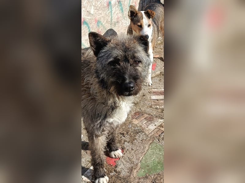 DULCE - die "Süsse" sucht ihren Platz für's Leben