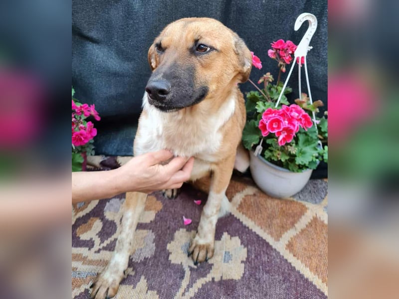 Merry - sucht ihr Zuhause