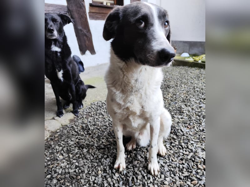 DANTE sucht sein "Für- immer- Zuhause"