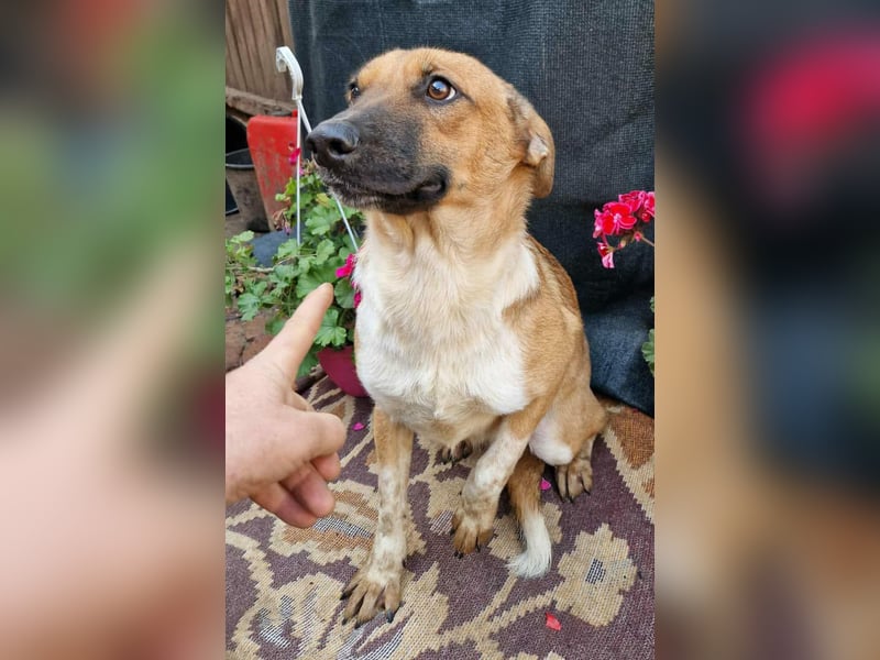 Merry - sucht ihr Zuhause