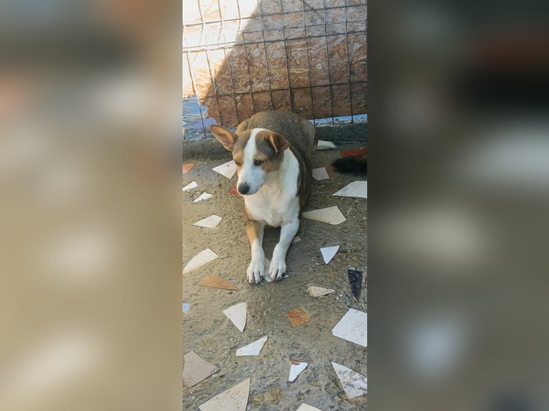 AMY - hätte gerne eine Chance...