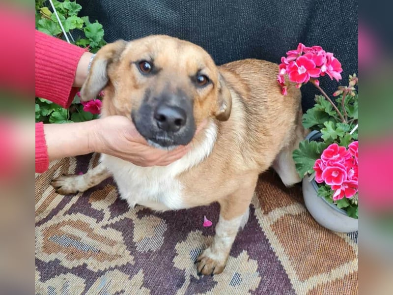 Merry - sucht ihr Zuhause