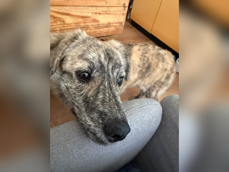 Max braucht dringend ein neues Zuhause