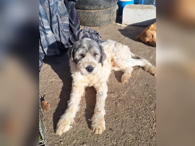 LARIS - ein Wuschel sucht seinen Platz für's Leben