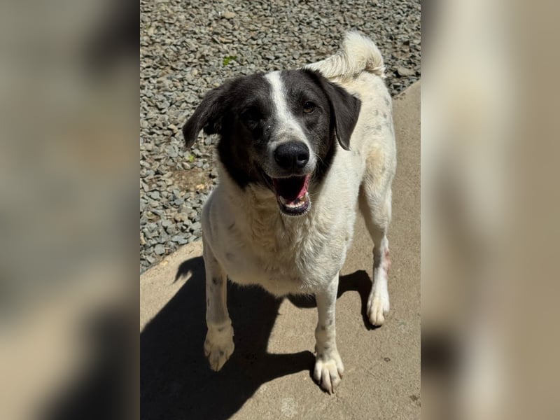 DANTE sucht sein "Für- immer- Zuhause"